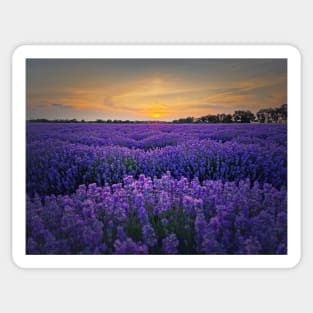 Idyllic lavender field Sticker